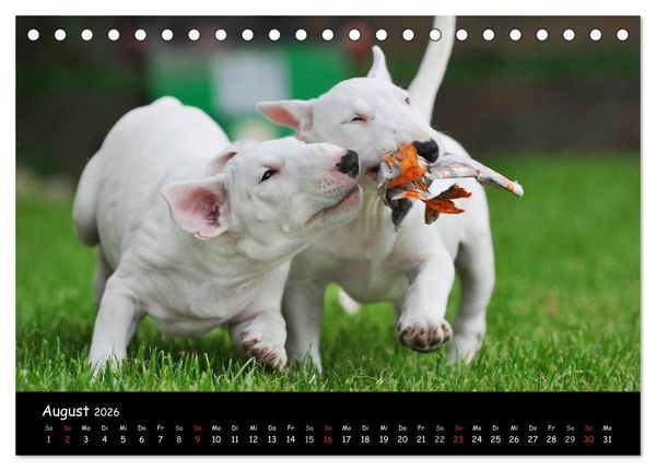 Produktbild: Bullterrier (Tischkalender 2026 DIN A5 quer), CALVENDO Monatskalender