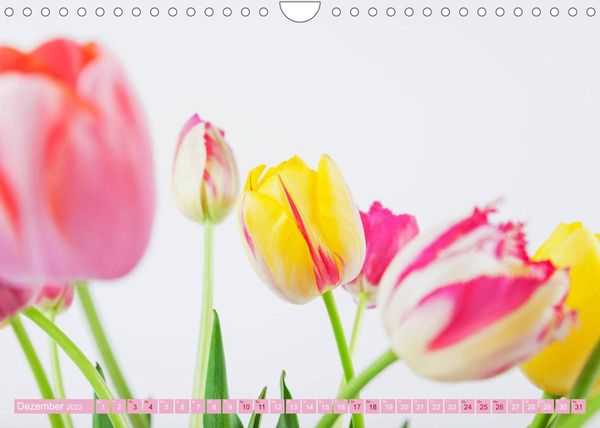 Produktbild: Tulpen f&uuml;r das ganze Jahr (Wandkalender 2022 DIN A4 quer)