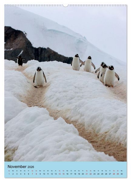 Produktbild: Antarktis - Das Gebiet der Pinguine (Wandkalender 2026 DIN A2 hoch), CALVENDO Monatskalender