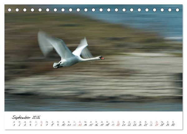 Produktbild: Ein Jahr mit den Schw&auml;nen (Tischkalender 2026 DIN A5 quer), CALVENDO Monatskalender