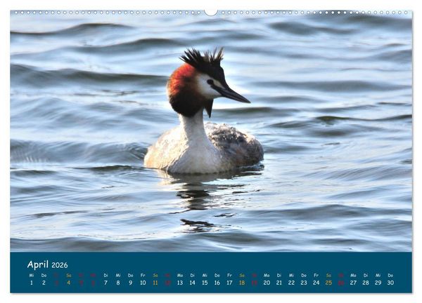 Produktbild: Naturschutzgebiet W&uuml;mme (Wandkalender 2026 DIN A2 quer), CALVENDO Monatskalender