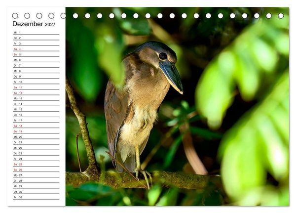 Produktbild: Costa Rica &ndash; Tierparadies im Regenwald (Tischkalender 2027 DIN A5 quer), CALVENDO Monatskalender