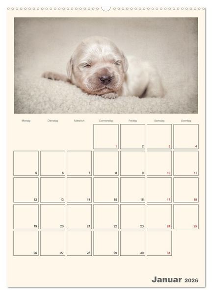Produktbild: Zauberhafte Golden Retriever (hochwertiger Premium Wandkalender 2026 DIN A2 hoch), Kunstdruck in Hochglanz