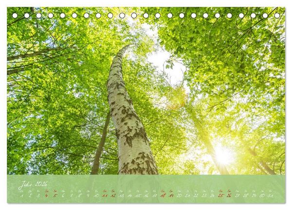 Produktbild: Waldwelten (Tischkalender 2026 DIN A5 quer), CALVENDO Monatskalender