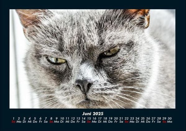 Produktbild: F&uuml;r Katzenfreunde 2025 Fotokalender DIN A4