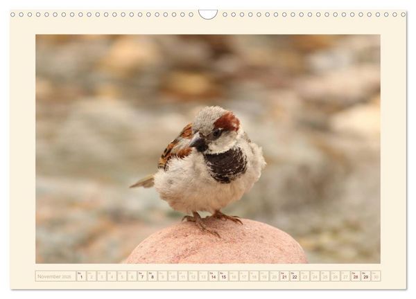 Produktbild: Freche Spatzen (Wandkalender 2026 DIN A3 quer), CALVENDO Monatskalender