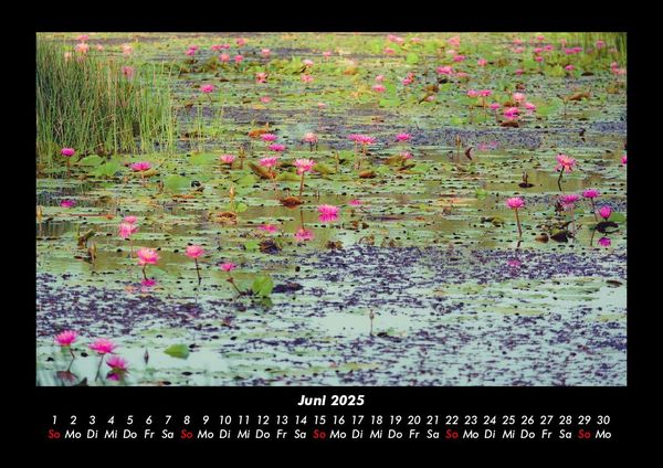 Produktbild: Rosen-Kalender 2025 Fotokalender DIN A3