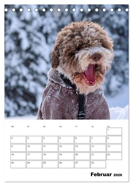 Produktbild: Lagotto Romagnolo - Lustige Zwerge (Tischkalender 2026 DIN A5 hoch), CALVENDO Monatskalender