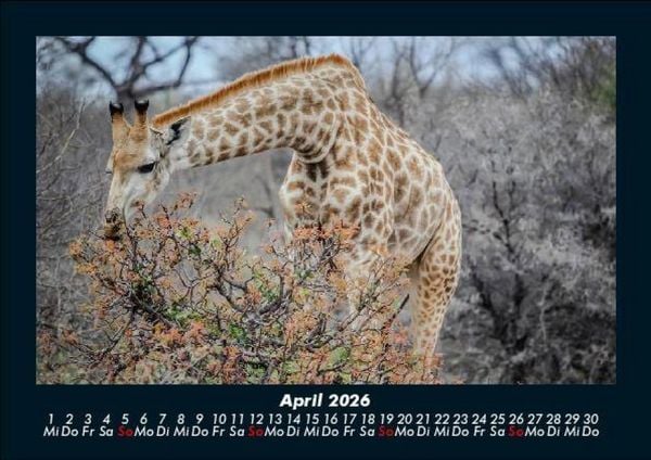 Produktbild: Tiere in der Wildnis 2026 Fotokalender DIN A5