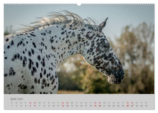 Produktbild: Pferde - Anmut, Eleganz, Magie (hochwertiger Premium Wandkalender 2027 DIN A2 quer), Kunstdruck in Hochglanz