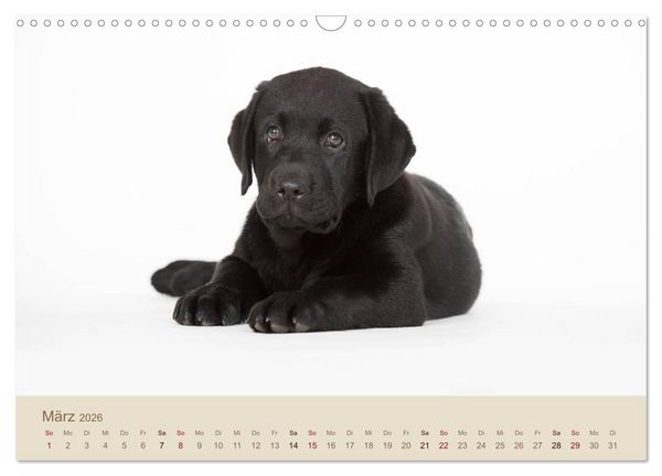 Produktbild: Labrador Retriever (Wandkalender 2026 DIN A3 quer), CALVENDO Monatskalender