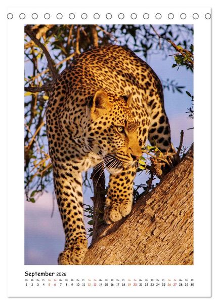 Produktbild: S&Uuml;DAFRIKA - WILDTIERE IM PORTRAIT (Tischkalender 2026 DIN A5 hoch), CALVENDO Monatskalender
