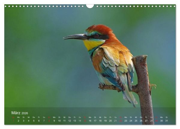 Produktbild: Europ&auml;ische Bienenfresser (Wandkalender 2026 DIN A3 quer), CALVENDO Monatskalender