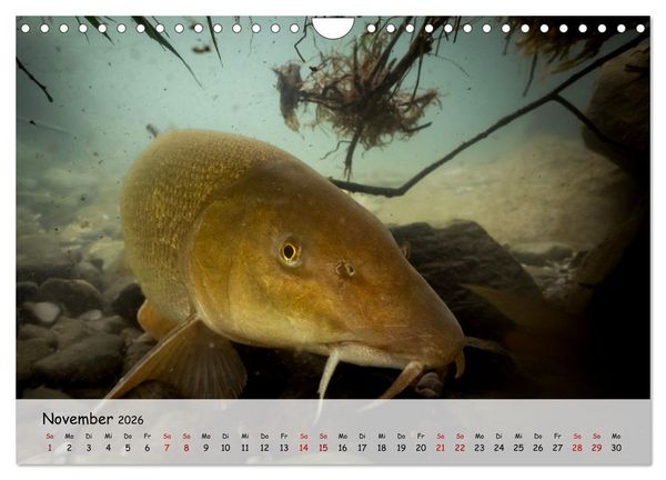 Produktbild: Faszination Fische (Wandkalender 2026 DIN A4 quer), CALVENDO Monatskalender