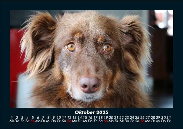 Produktbild: Hundezauber 2025 Fotokalender DIN A5