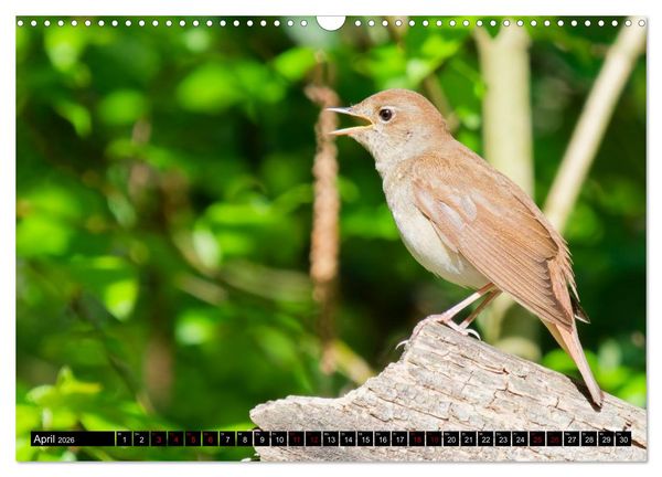 Produktbild: Wildtiere des Paderborner Landes (Wandkalender 2026 DIN A3 quer), CALVENDO Monatskalender