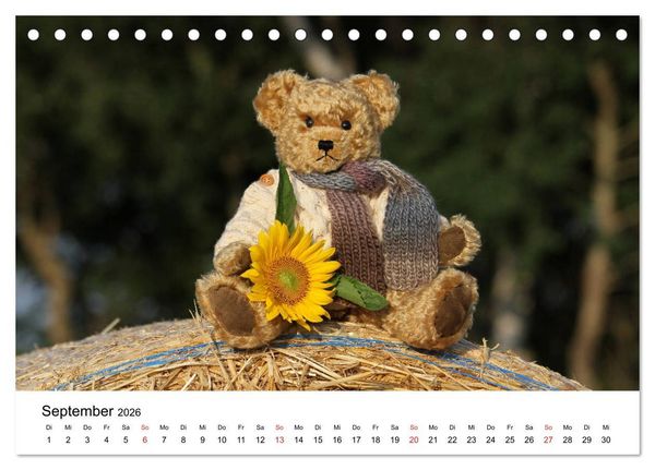 Produktbild: Teddys...jeder liebt sie (Tischkalender 2026 DIN A5 quer), CALVENDO Monatskalender