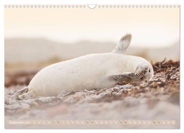 Produktbild: Kegelrobben - Die Kegelrobben von Helgoland (Wandkalender 2026 DIN A3 quer), CALVENDO Monatskalender