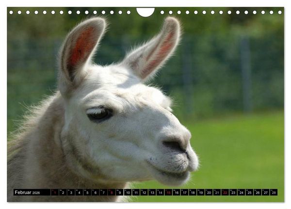 Produktbild: Lama und Alpaka (Wandkalender 2026 DIN A4 quer), CALVENDO Monatskalender