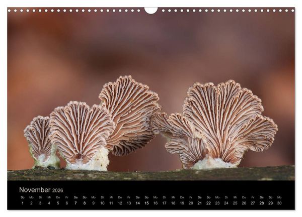 Produktbild: PILZE IM FOKUS 2026 (Wandkalender 2026 DIN A3 quer), CALVENDO Monatskalender