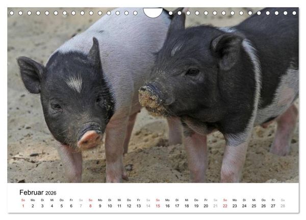 Produktbild: Schwein gehabt! (Wandkalender 2026 DIN A4 quer), CALVENDO Monatskalender