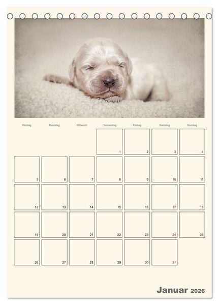 Produktbild: Zauberhafte Golden Retriever (Tischkalender 2026 DIN A5 hoch), CALVENDO Monatskalender