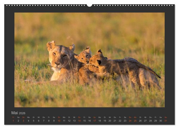 Produktbild: L&ouml;wen Wildlife-Fotografien (Wandkalender 2026 DIN A2 quer), CALVENDO Monatskalender