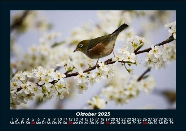 Produktbild: Welt der V&ouml;gel 2025 Fotokalender DIN A5