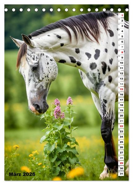 Produktbild: Pferdekalender - Wundersch&ouml;ne Pferde in Natur und Portraits (Tischkalender 2026 DIN A5 hoch), CALVENDO Monatskalender