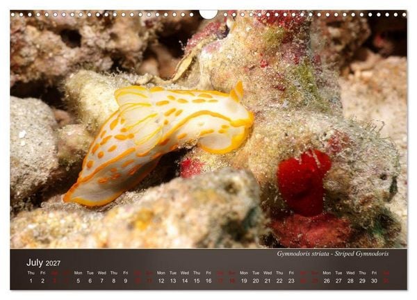 Produktbild: Nudibranchs on the ocean floor (Wall Calendar 2027 DIN A3 landscape), CALVENDO 12 Month Wall Calendar
