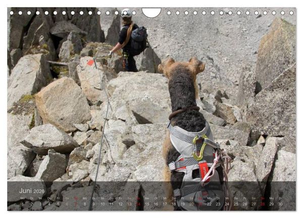 Produktbild: Der Bergdale - mit Hund im Hochgebirge (Wandkalender 2026 DIN A4 quer), CALVENDO Monatskalender
