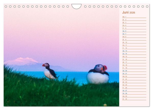 Produktbild: Papageitaucher auf Island (Wandkalender 2026 DIN A4 quer), CALVENDO Monatskalender