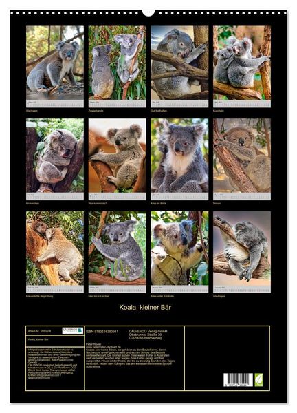 Produktbild: Koala, kleiner B&auml;r (Wandkalender 2026 DIN A2 hoch), CALVENDO Monatskalender