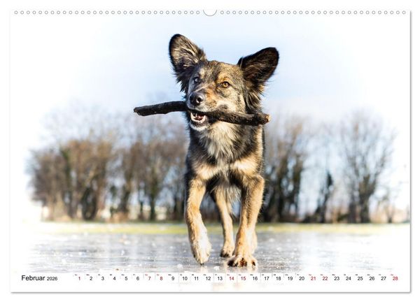 Produktbild: Ein Hundejahr in Bildern (hochwertiger Premium Wandkalender 2026 DIN A2 quer), Kunstdruck in Hochglanz