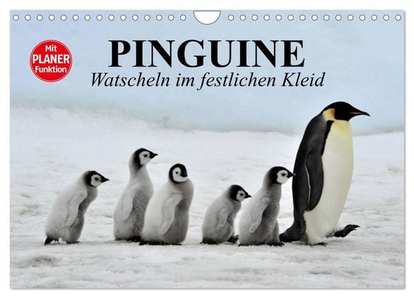 Produktbild: Pinguine - Watscheln im festlichen Kleid (Wandkalender 2026 DIN A4 quer), CALVENDO Monatskalender