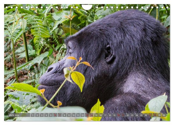 Produktbild: Gorillas ohne Nebel (Wandkalender 2026 DIN A4 quer), CALVENDO Monatskalender