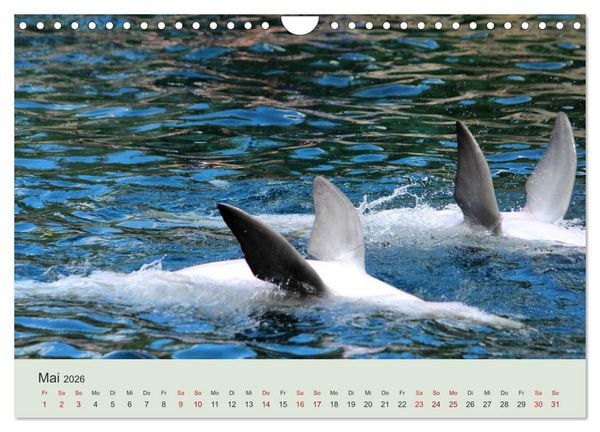 Produktbild: Die Welt der Delphine (Wandkalender 2026 DIN A4 quer), CALVENDO Monatskalender