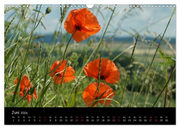 Produktbild: Just Mohn (Wandkalender 2026 DIN A3 quer), CALVENDO Monatskalender