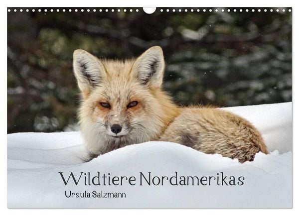 Produktbild: Wildtiere Nordamerikas (Wandkalender 2026 DIN A3 quer), CALVENDO Monatskalender