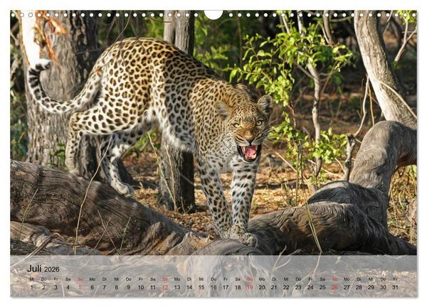 Produktbild: Leoparden. Elegante J&auml;ger (Wandkalender 2026 DIN A3 quer), CALVENDO Monatskalender