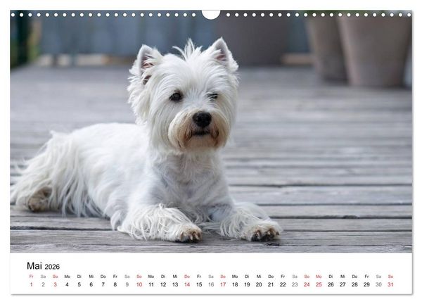 Produktbild: Mein Hundekalender 2026 (Wandkalender 2026 DIN A3 quer), CALVENDO Monatskalender