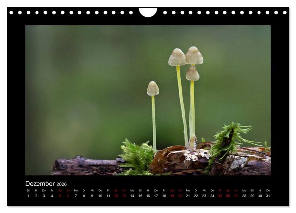 Produktbild: Pilzgalerie - Heimische Pilze aus der Region Rheinland-Pfalz (Wandkalender 2026 DIN A4 quer), CALVENDO Monatskalender