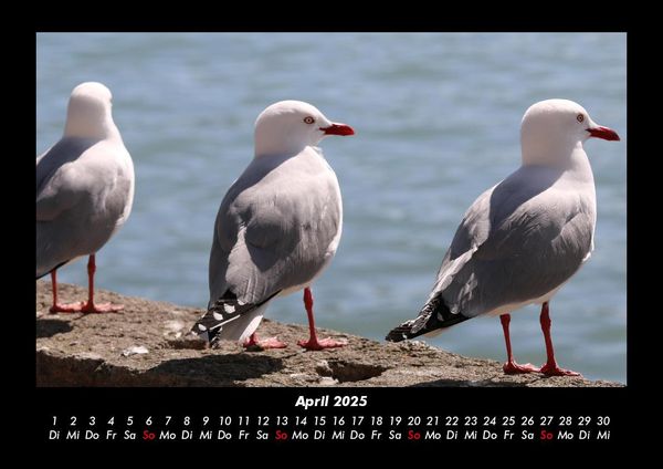 Produktbild: Tiere in der Wildnis 2025 Fotokalender DIN A3