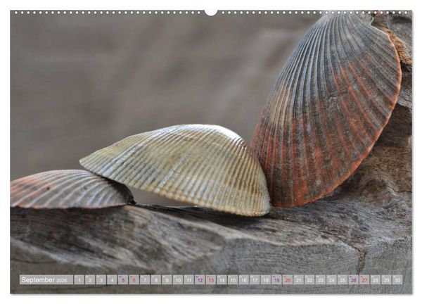 Produktbild: H&auml;user der Meere: Muscheln - Seeigel - Schnecken (Wandkalender 2026 DIN A2 quer), CALVENDO Monatskalender