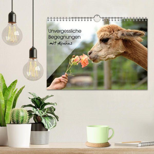 Produktbild: Unvergessliche Begegnungen mit Alpakas (Wandkalender 2026 DIN A4 quer), CALVENDO Monatskalender