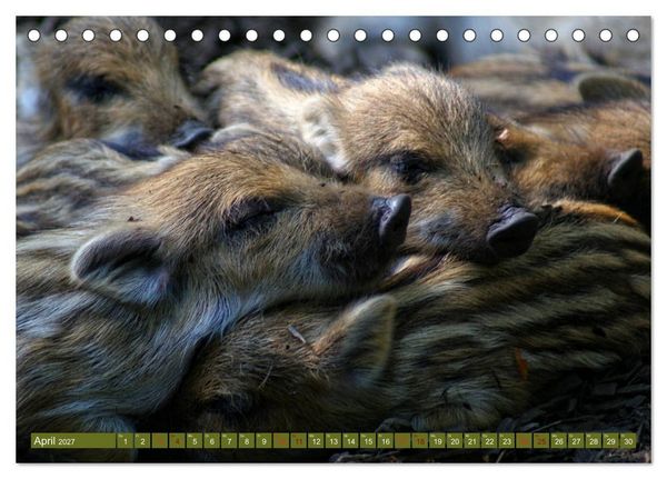 Produktbild: Wildschweins Kinderstube - Freche Frischlinge (Tischkalender 2027 DIN A5 quer), CALVENDO Monatskalender