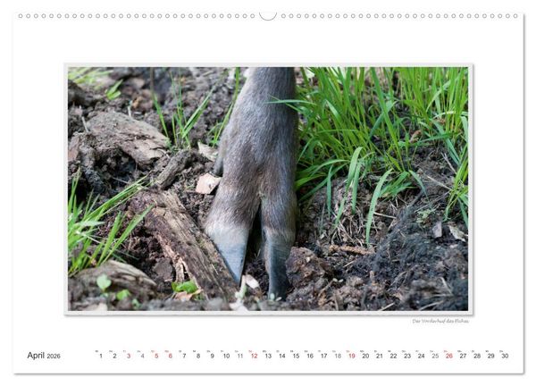 Produktbild: Emotionale Momente: Europ&auml;ischer Elch. / CH-Version (hochwertiger Premium Wandkalender 2026 DIN A2 quer), Kunstdruck in Hochglanz