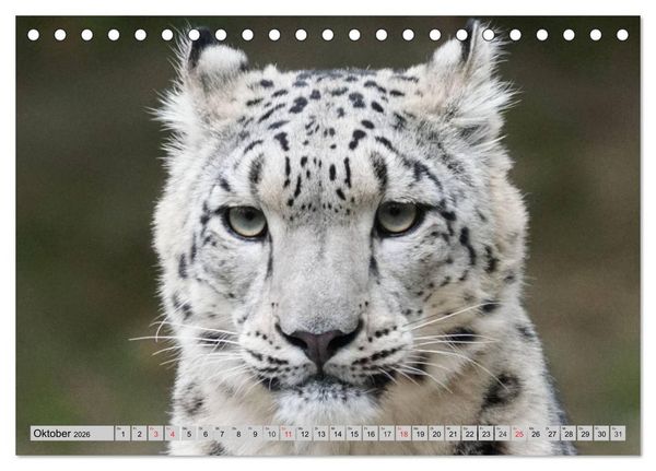 Produktbild: Schneeleoparden. Perfekte Raubkatzen-Sch&ouml;nheiten (Tischkalender 2026 DIN A5 quer), CALVENDO Monatskalender