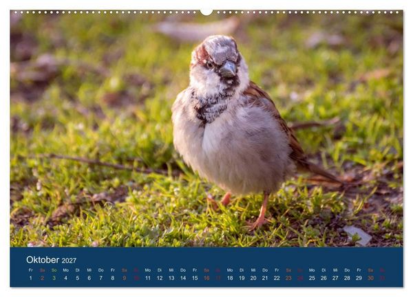 Produktbild: Spatzen-Kalender (hochwertiger Premium Wandkalender 2027 DIN A2 quer), Kunstdruck in Hochglanz