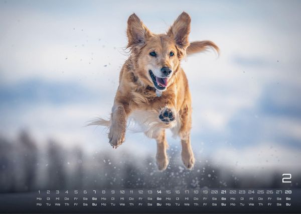 Produktbild: Wuff - Unsere Vierbeiner - Der Hundekalender - 2027 - Kalender DIN A3
